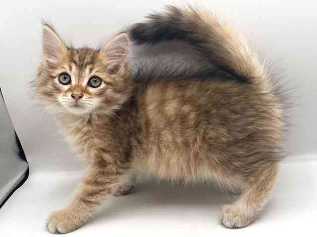 京都府のサイベリアン (ひごペットフレンドリーイオンモール高の原店/2025年8月9日生まれ/男の子/ブラウンマッカレルタビー)の子猫の2枚目の画像