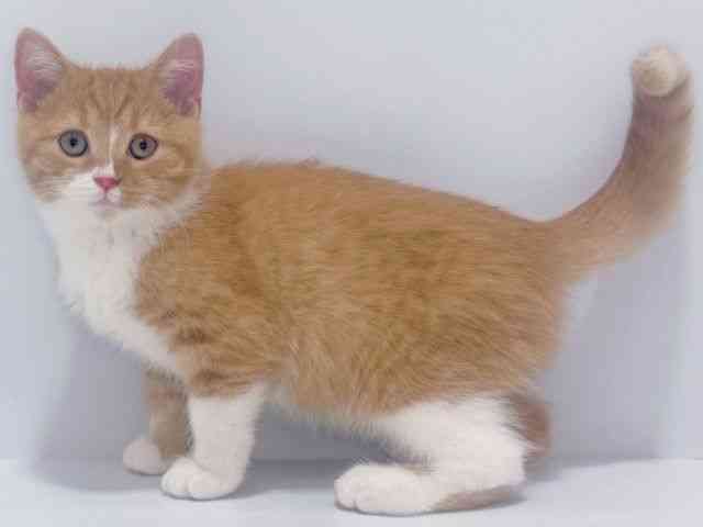 大阪府のスコティッシュフォールド (ひごペットフレンドリーイズミヤショッピングセンター千里丘店/2025年8月5日生まれ/男の子/レッドタビーホワイト)の子猫の2枚目の画像