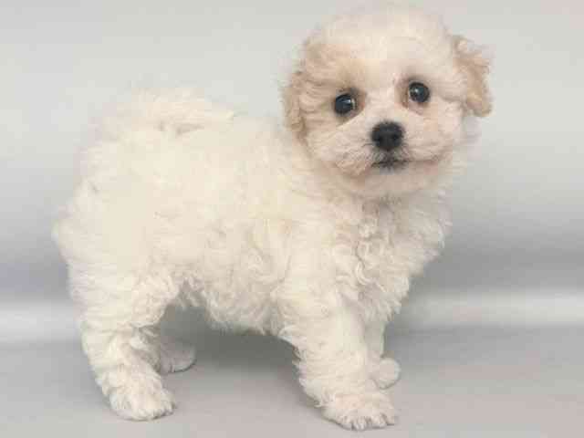 大阪府のビションプー(ビションフリーゼ×プードル) (ひごペットフレンドリー岸和田店/2025年8月19日生まれ/女の子/クリームホワイト)の子犬の2枚目の画像