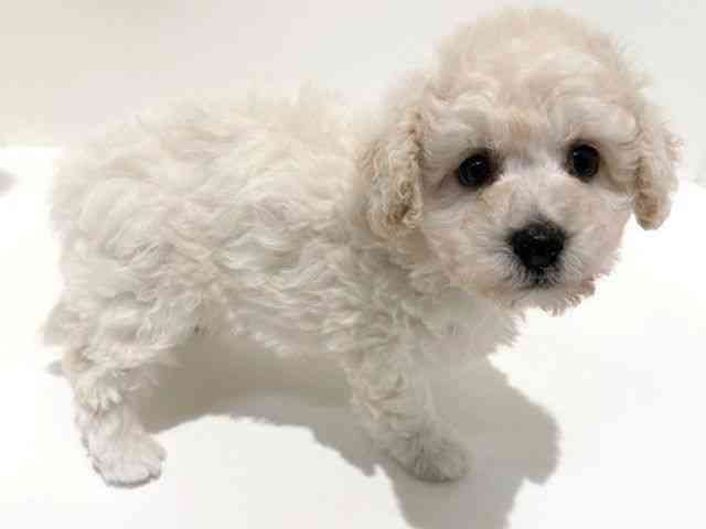 大阪府のビションプー(ビションフリーゼ×プードル) (ひごペットフレンドリーイオン高槻店/2025年8月19日生まれ/男の子/クリームホワイト)の子犬の2枚目の画像