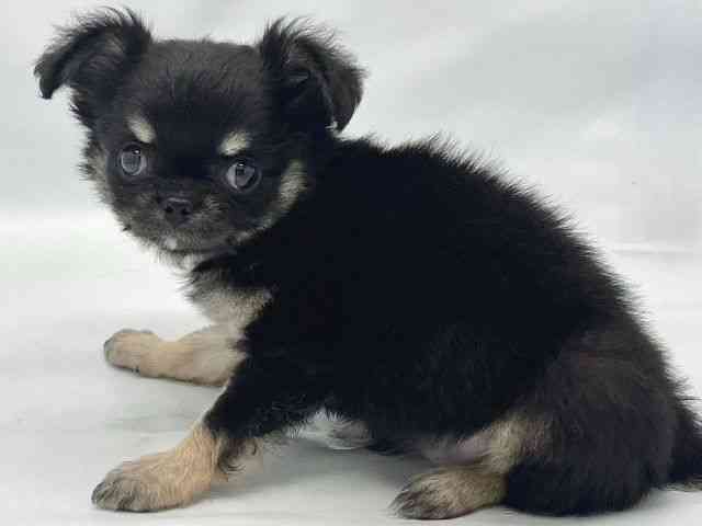 大阪府のチワワ(ロング) (ひごペットフレンドリーイトーヨーカドー津久野店/2025年8月20日生まれ/女の子/ブラックタン)の子犬の2枚目の画像