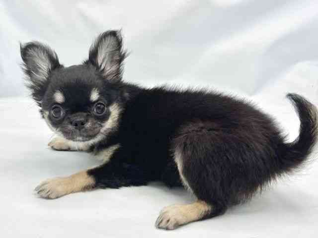 大阪府のチワワ(ロング) (ひごペットフレンドリーイトーヨーカドー津久野店/2025年8月20日生まれ/女の子/ブラックタン)の子犬の2枚目の画像