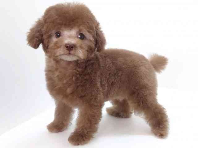 大阪府のトイプードル(トイ) (ひごペットフレンドリーいこらもーる泉佐野店/2025年8月21日生まれ/男の子/シルバーベージュ)の子犬の2枚目の画像