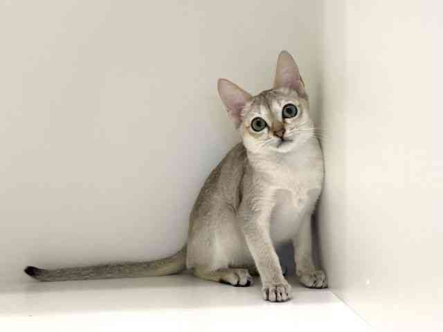 兵庫県のシンガプーラ (ひごペットフレンドリーイトーヨーカドー明石店/2025年7月17日生まれ/女の子/セピアアグーティ)の子猫の2枚目の画像