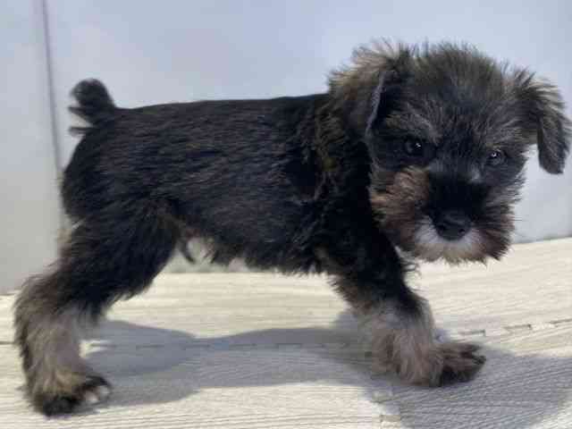 島根県のミニチュアシュナウザー (ひごペットフレンドリーイオンモール出雲店/2025年8月8日生まれ/男の子/ソルトペッパー)の子犬の2枚目の画像