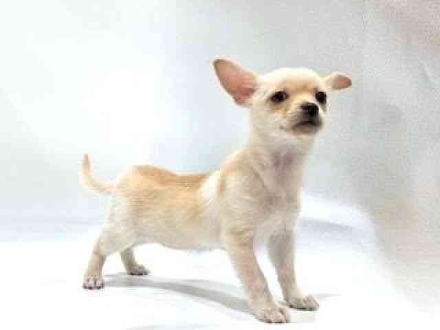 愛知県のチワプー/プーチー(チワワ×プードル) (ひごペットフレンドリーヴィアモール アピタ江南西店/2025年8月23日生まれ/女の子/クリーム)の子犬の2枚目の画像