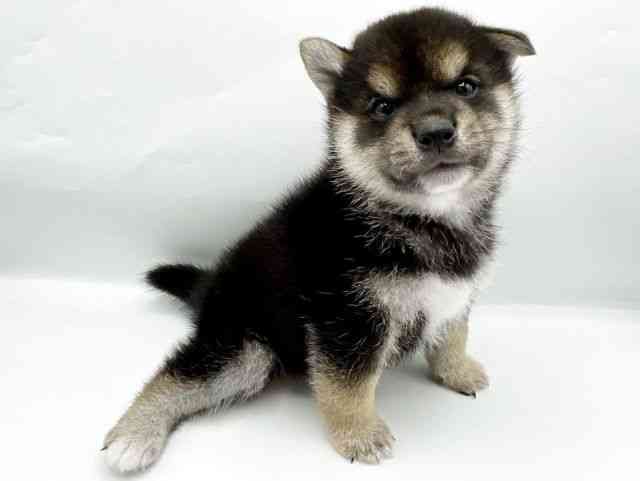 奈良県の柴犬(標準サイズ) (ひごペットフレンドリートナリエ大和高田店/2025年8月23日生まれ/男の子/黒)の子犬の2枚目の画像