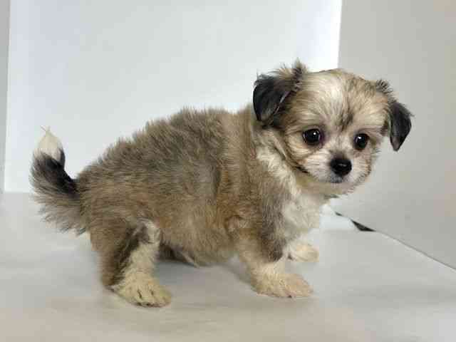 大阪府のハーフ犬・ミックス犬 (ひごペットフレンドリーアクロスプラザ住之江店/2025年8月24日生まれ/男の子/フォーン)の子犬の2枚目の画像