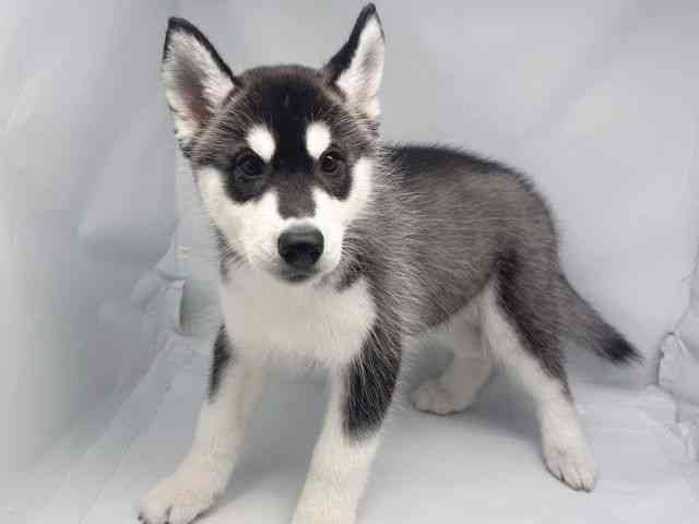 鳥取県のシベリアンハスキー (ひごペットフレンドリーイオンモール鳥取北店/2025年8月23日生まれ/男の子/ブラックホワイト)の子犬の2枚目の画像