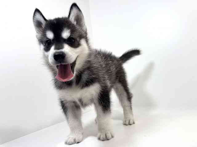 兵庫県のシベリアンハスキー (ひごペットフレンドリーイトーヨーカドー明石店/2025年8月23日生まれ/女の子/ブラックホワイト)の子犬の2枚目の画像