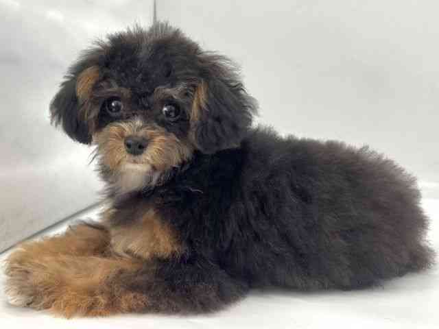 京都府のチワプー/プーチー(チワワ×プードル) (ひごペットフレンドリー京都店/2025年8月23日生まれ/女の子/ブラックタンホワイト)の子犬の2枚目の画像