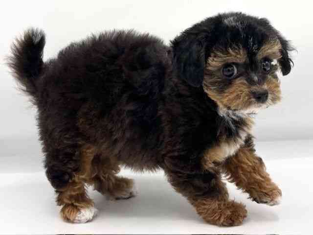 大阪府のチワプー/プーチー(チワワ×プードル) (ひごペットフレンドリーららぽーとEXPOCITY店/2025年8月23日生まれ/女の子/ブラックタンホワイト)の子犬の2枚目の画像