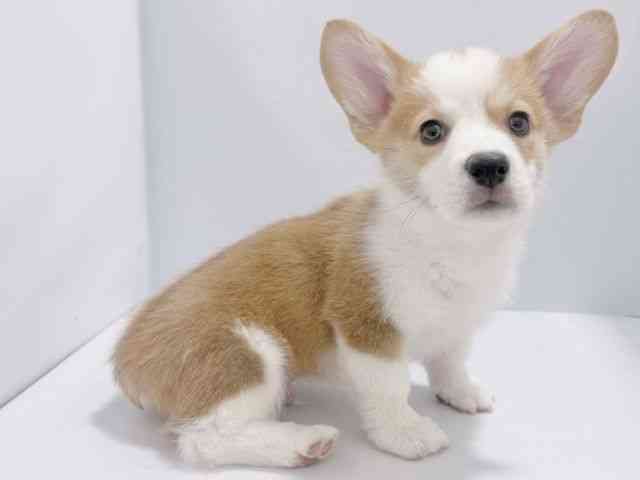 大阪府のウェルシュコーギーペンブローク (ひごペットフレンドリーイズミヤショッピングセンター千里丘店/2025年8月24日生まれ/男の子/レッドホワイト)の子犬の2枚目の画像