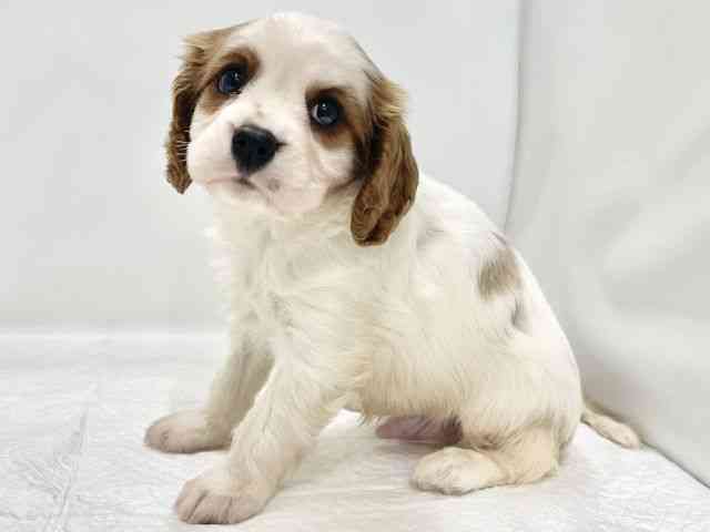 高知県のキャバリアキングチャールズスパニエル (ひごペットフレンドリーイオンモール高知店/2025年8月23日生まれ/男の子/ブレンハイム)の子犬の2枚目の画像