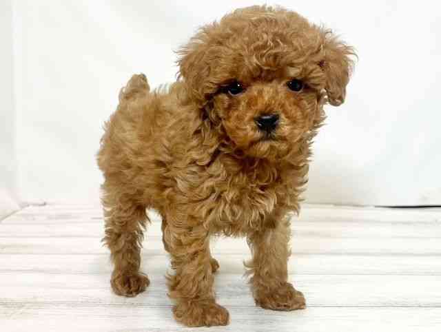 和歌山県のトイプードル(トイ) (ひごペットフレンドリーパームシティ和歌山店/2025年8月23日生まれ/男の子/レッド)の子犬の2枚目の画像