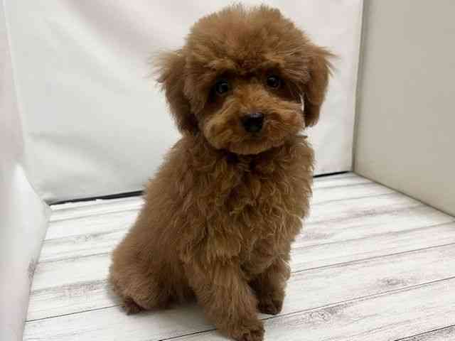 和歌山県のトイプードル(トイ) (ひごペットフレンドリーパームシティ和歌山店/2025年8月23日生まれ/男の子/レッド)の子犬の2枚目の画像