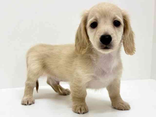 大阪府のミニチュアダックスフンド(ロング) (ひごペットフレンドリーくずはモール店/2025年8月21日生まれ/男の子/イエロー)の子犬の2枚目の画像