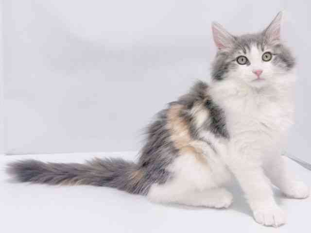 大阪府のサイベリアン (ひごペットフレンドリーイズミヤショッピングセンター千里丘店/2025年8月24日生まれ/女の子/ブルーパッチドタビーホワイト)の子猫の2枚目の画像