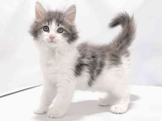 大阪府のサイベリアン (ひごペットフレンドリーイズミヤショッピングセンター千里丘店/2025年8月24日生まれ/女の子/ブルーパッチドタビーホワイト)の子猫の2枚目の画像