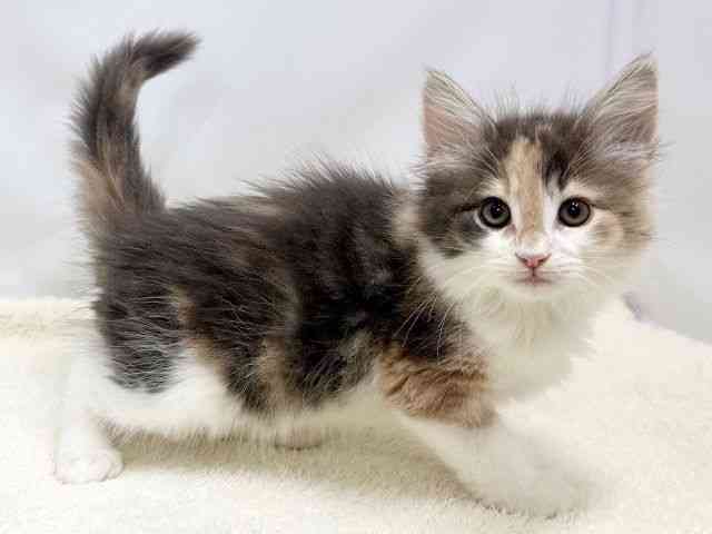 広島県のサイベリアン (ひごペットフレンドリーゆめタウン廿日市店/2025年8月24日生まれ/女の子/ブルーパッチドタビーホワイト)の子猫の2枚目の画像