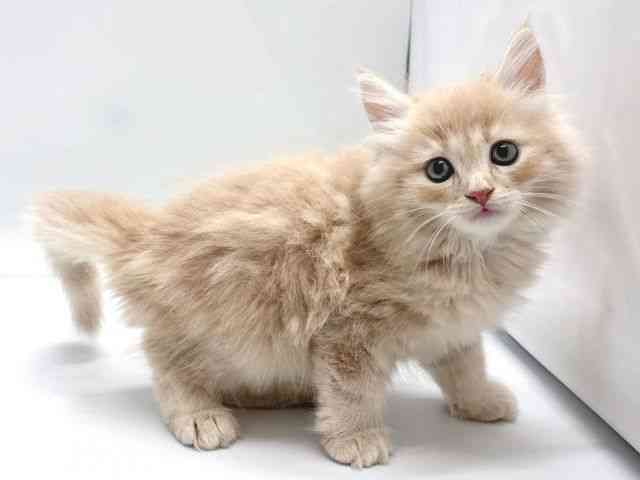 京都府のサイベリアン (ひごペットフレンドリー京都店/2025年8月24日生まれ/男の子/クリームタビー)の子猫の2枚目の画像