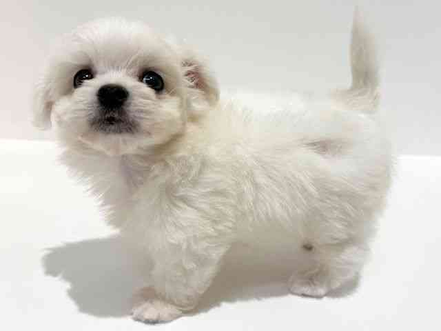 大阪府のチワマル/マルチワ(チワワ×マルチーズ) (ひごペットフレンドリーイオン高槻店/2025年7月23日生まれ/女の子/クリーム)の子犬の2枚目の画像