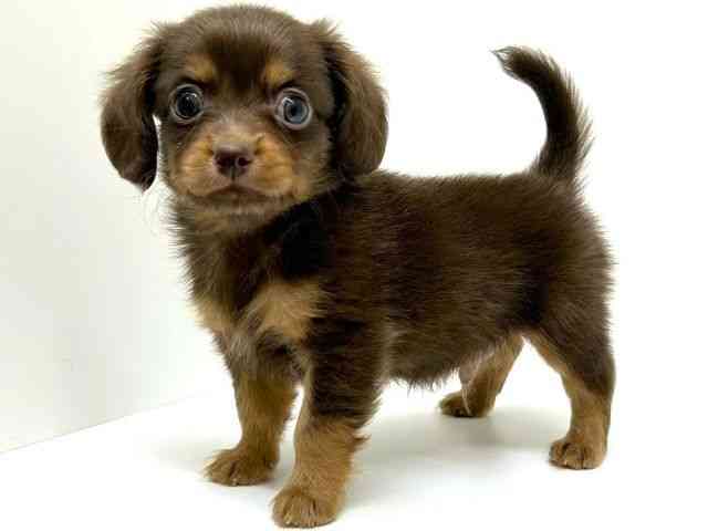 兵庫県のチワックス(チワワ×ダックス) (ひごペットフレンドリーブルメールHAT神戸店/2025年8月23日生まれ/男の子/チョコレートタン)の子犬の2枚目の画像