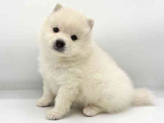 大阪府のポメ柴/豆ポメ/ポメ豆柴(ポメラニアン×柴犬) (ひごペットフレンドリーイズミヤショッピングセンター千里丘店/2025年8月23日生まれ/男の子/ホワイト)の子犬の2枚目の画像