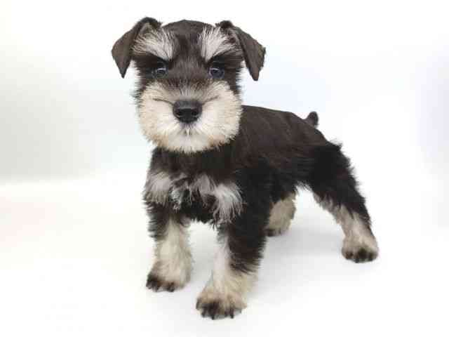 大阪府のミニチュアシュナウザー (ひごペットフレンドリー泉ヶ丘店/2025年8月22日生まれ/女の子/ブラックシルバー)の子犬の2枚目の画像