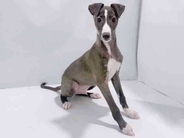 大阪府のイタリアングレーハウンド (ひごペットフレンドリーイズミヤショッピングセンター千里丘店/2025年8月21日生まれ/男の子/シールホワイト)の子犬の2枚目の画像