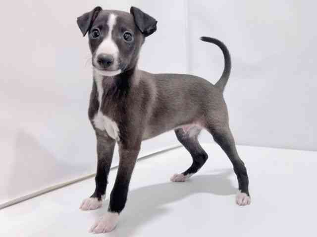 大阪府のイタリアングレーハウンド (ひごペットフレンドリーイズミヤショッピングセンター千里丘店/2025年8月21日生まれ/男の子/シールホワイト)の子犬の2枚目の画像