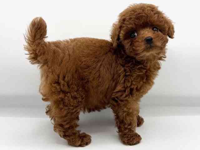 大阪府のトイプードル(トイ) (ひごペットフレンドリーららぽーとEXPOCITY店/2025年8月23日生まれ/女の子/レッド)の子犬の2枚目の画像