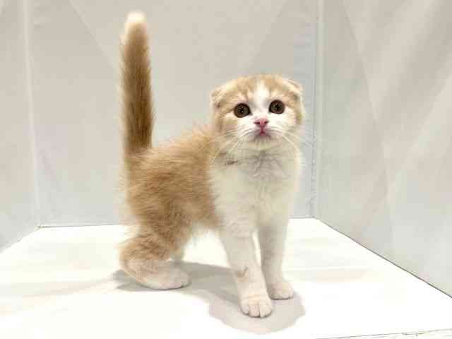 大阪府のスコティッシュフォールド (ひごペットフレンドリーセブンパーク天美店/2025年8月17日生まれ/男の子/クリームタビーホワイト)の子猫の2枚目の画像