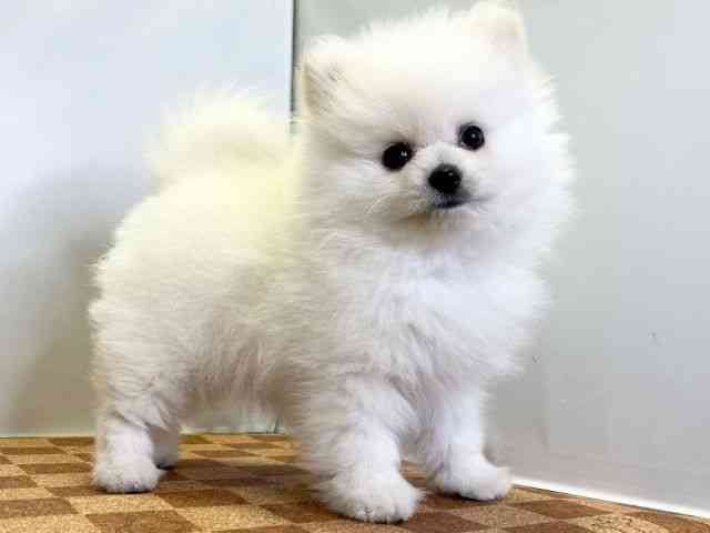 愛媛県のポメラニアン (ひごペットフレンドリーエミフルMASAKI店/2025年8月23日生まれ/女の子/クリーム)の子犬の2枚目の画像