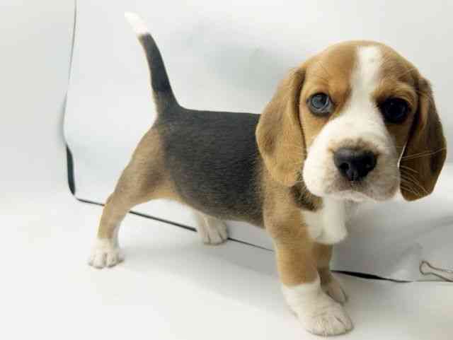 大阪府のビーグル (ひごペットフレンドリーみのおキューズモール店/2025年8月23日生まれ/男の子/ブラックホワイトタン)の子犬の2枚目の画像