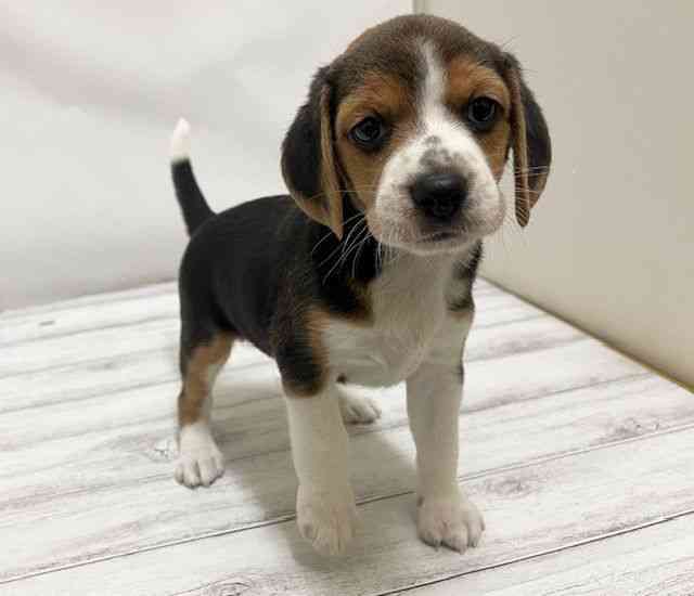 和歌山県のビーグル (ひごペットフレンドリーパームシティ和歌山店/2025年8月23日生まれ/女の子/ブラックホワイトタン)の子犬の2枚目の画像