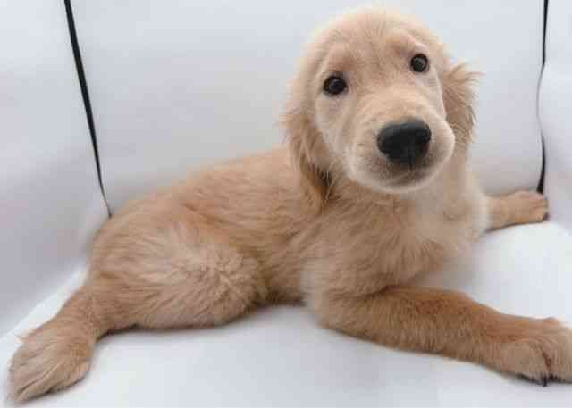 島根県のゴールデンレトリバー (ひごペットフレンドリーイオン松江ショッピングセンター店/2025年8月22日生まれ/男の子/ゴールデン)の子犬の2枚目の画像