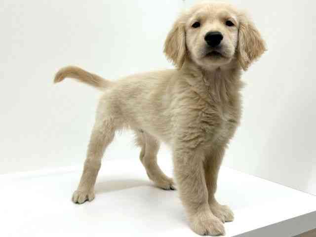 兵庫県のゴールデンレトリバー (ひごペットフレンドリーブルメールHAT神戸店/2025年8月22日生まれ/男の子/ゴールデン)の子犬の2枚目の画像