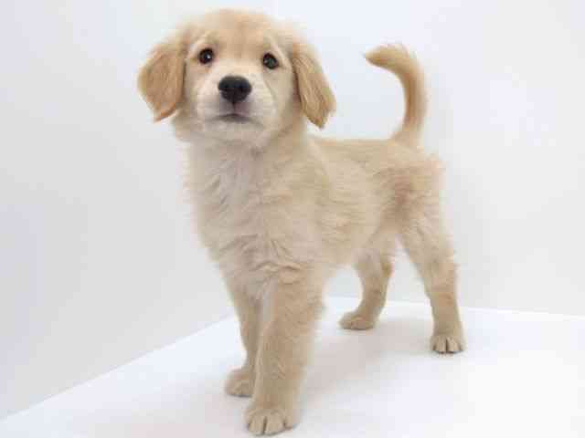 大阪府のゴールデンレトリバー (ひごペットフレンドリーいこらもーる泉佐野店/2025年8月22日生まれ/女の子/ゴールデン)の子犬の2枚目の画像