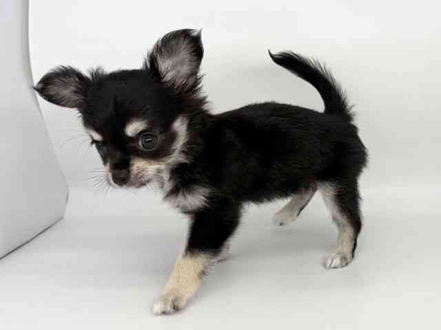 徳島県のチワワ(ロング) (ひごペットフレンドリーゆめタウン徳島店/2025年8月22日生まれ/女の子/ブラックタンホワイト)の子犬の2枚目の画像