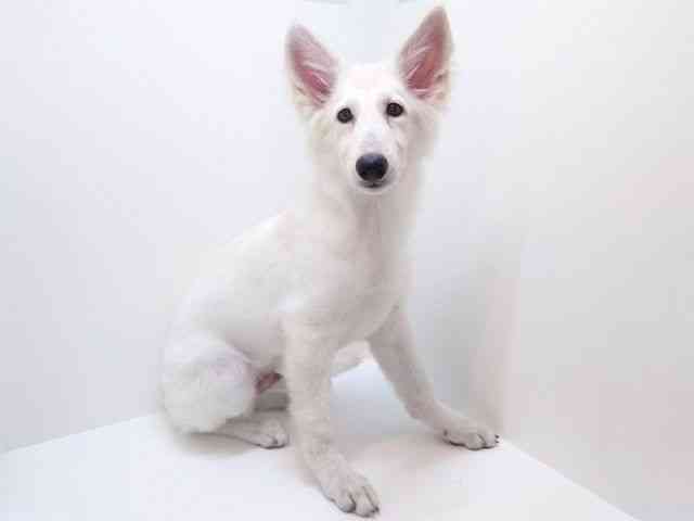 大阪府のホワイトスイスシェパード (ひごペットフレンドリーいこらもーる泉佐野店/2025年8月20日生まれ/男の子/ホワイト)の子犬の2枚目の画像