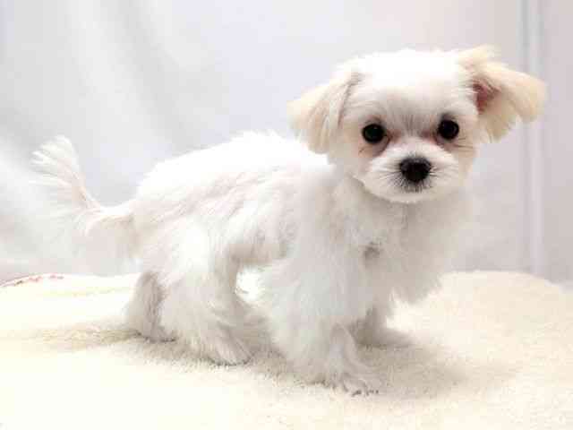 広島県のポメマル/マルポメ(ポメラニアン×マルチーズ) (ひごペットフレンドリーゆめタウン廿日市店/2025年8月23日生まれ/女の子/クリームホワイト)の子犬の2枚目の画像