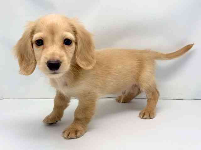 京都府のミニチュアダックスフンド(ロング) (ひごペットフレンドリー洛北阪急スクエア店/2025年8月22日生まれ/男の子/イエロー)の子犬の2枚目の画像