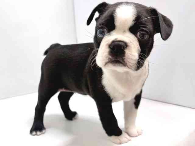 奈良県のボストンテリア (ひごペットフレンドリー奈良パワーシティ店/2025年8月23日生まれ/男の子/ボストンカラー)の子犬の2枚目の画像