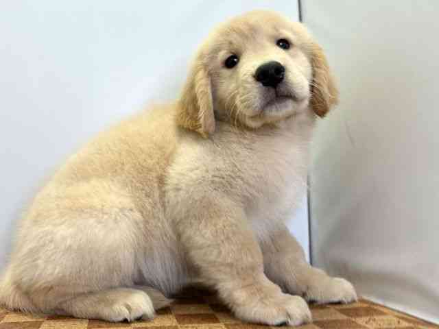 愛媛県のゴールデンレトリバー (ひごペットフレンドリーエミフルMASAKI店/2025年8月23日生まれ/男の子/ゴールデン)の子犬の2枚目の画像