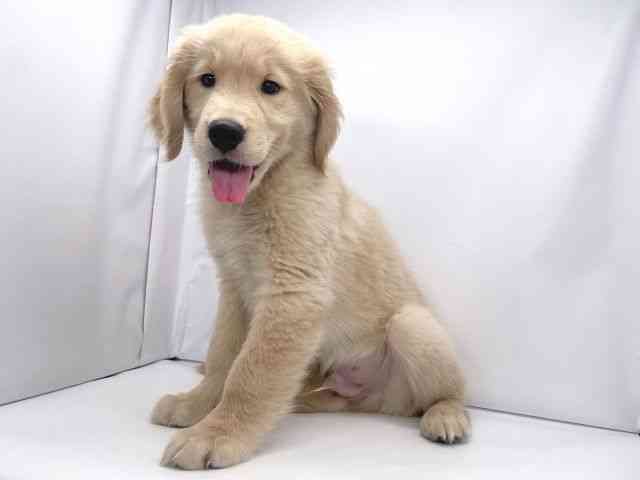 兵庫県のゴールデンレトリバー (ひごペットフレンドリーイオンタウン加古川店/2025年8月23日生まれ/男の子/ゴールデン)の子犬の2枚目の画像
