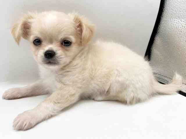 奈良県のチワワ(ロング) (ひごペットフレンドリートナリエ大和高田店/2025年8月23日生まれ/男の子/クリームホワイト)の子犬の2枚目の画像