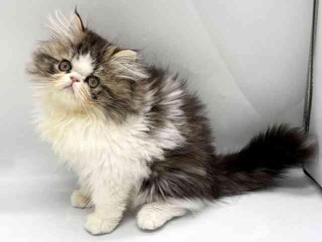 京都府のエキゾチック (ひごペットフレンドリー京都店/2025年8月21日生まれ/男の子/ブラウンタビーホワイト)の子猫の2枚目の画像