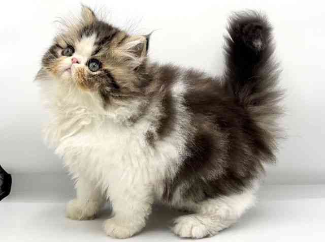 大阪府のエキゾチック (ひごペットフレンドリーららぽーとEXPOCITY店/2025年8月21日生まれ/男の子/ブラウンタビーホワイト)の子猫の2枚目の画像