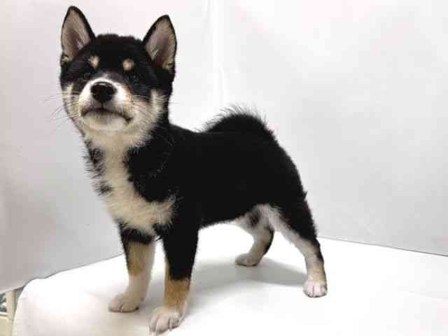 奈良県の柴犬(標準サイズ) (ひごペットフレンドリー奈良パワーシティ店/2025年8月23日生まれ/男の子/黒)の子犬の2枚目の画像